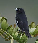 Black-and-white Seedeater