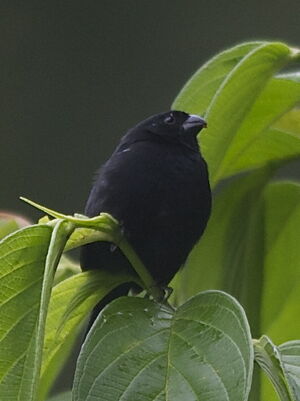 Variable Seedeater