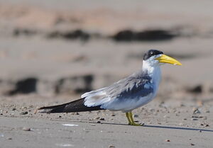 Large-billed Tern