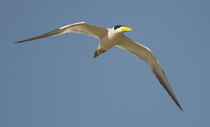 Large-billed Tern