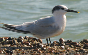 Sandwich Tern