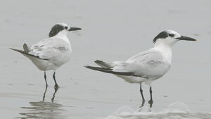 Sandwich Tern