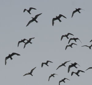 Inca Tern