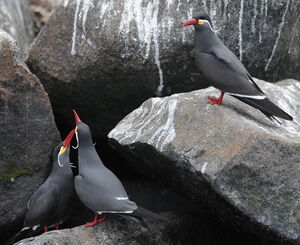 Inca Tern