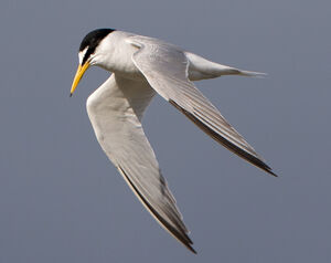 Little Tern