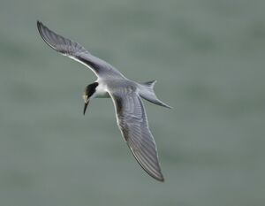 Common Tern 
&copy; Marc Fasol