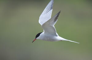 Common Tern 
&copy; Marc Fasol