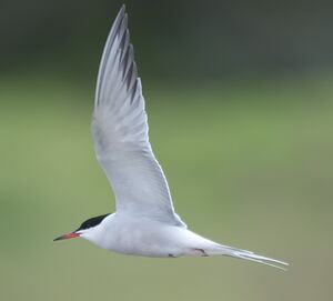 Common Tern 
&copy; Marc Fasol
