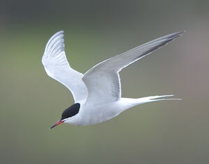 Common Tern 
&copy; Marc Fasol