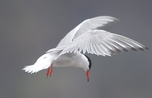 Common Tern 
&copy; Marc Fasol