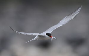 Common Tern 
&copy; Marc Fasol