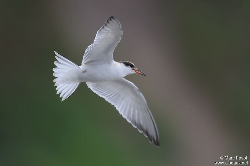Common Ternjuvenile, Flight