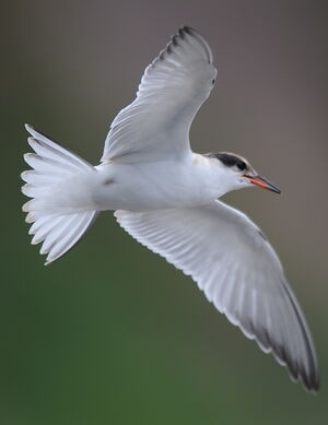 Common Tern 
&copy; Marc Fasol