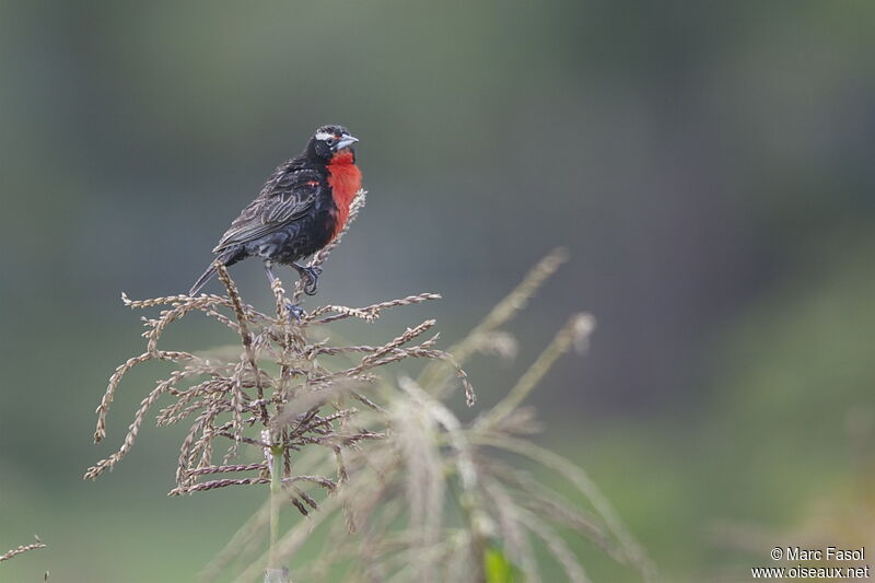 Peruvian Meadowlark male, feeding habits, song