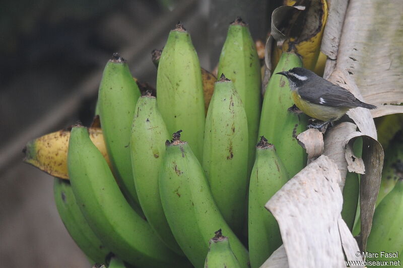 Bananaquitadult, identification, feeding habits