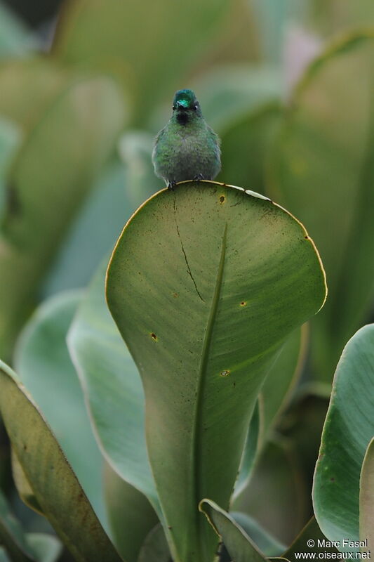 Long-tailed Sylph male adult breeding, identification