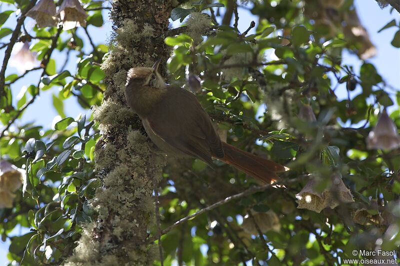 Creamy-crested Spinetailadult, identification