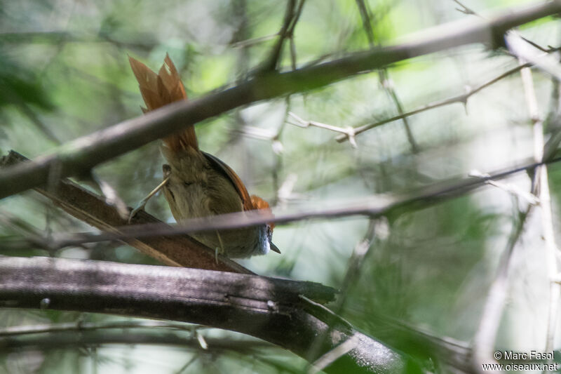 Rufous-capped Spinetailadult, identification