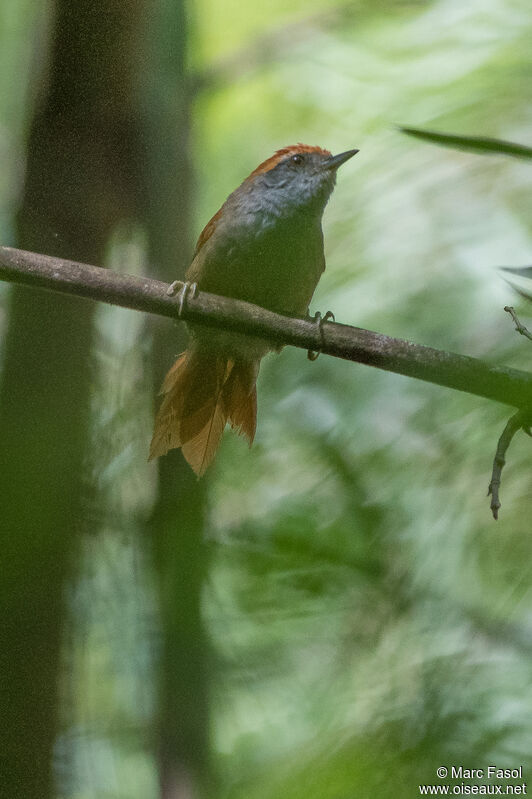 Rufous-capped Spinetailadult