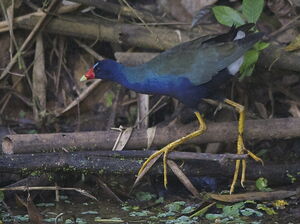 Purple Gallinule