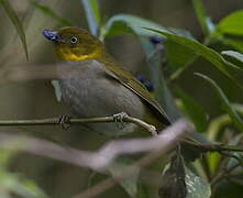 Yellow-whiskered Bush Tanager
