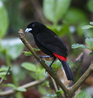 Passerini's Tanager