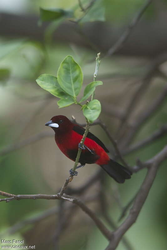 Crimson-backed Tanager male adult, pigmentation