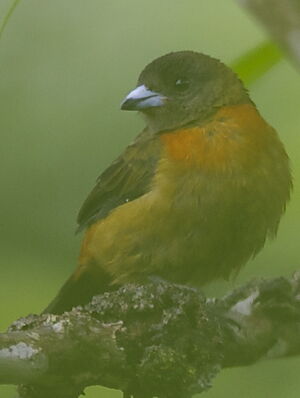 Cherrie's Tanager