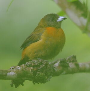 Cherrie's Tanager
