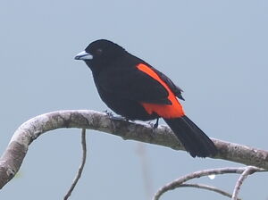 Cherrie's Tanager