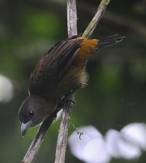 Cherrie's Tanager