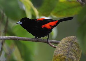 Cherrie's Tanager