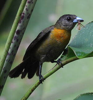 Cherrie's Tanager