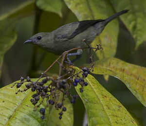 Palm Tanager