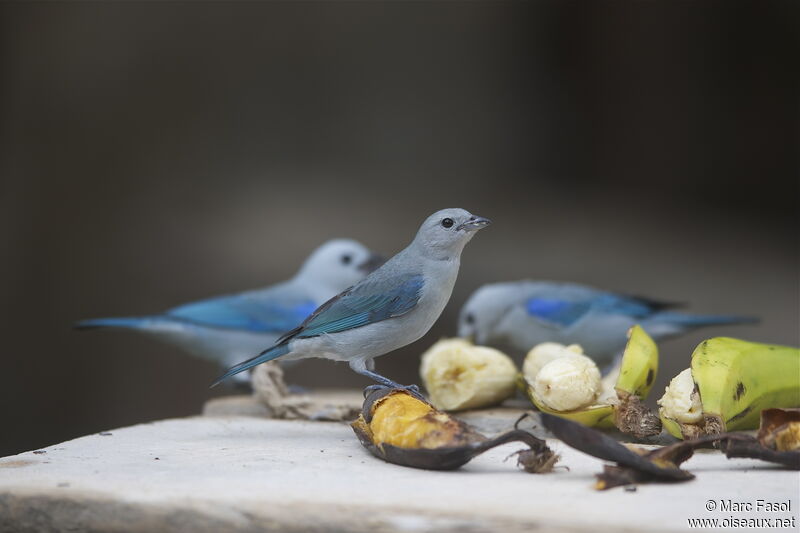 Blue-grey Tanager, identification, feeding habits, Behaviour