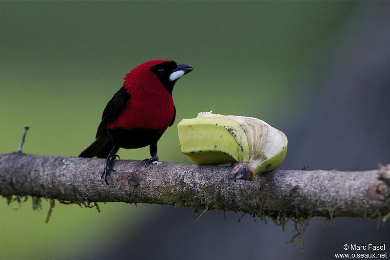 Masked Crimson Tanager male adult, identification, feeding habits