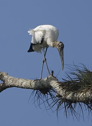 Wood Stork