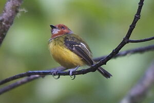 Lulu's Tody-Flycatcher