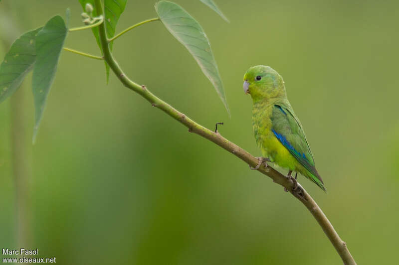 Blue-winged Parrotlet male adult, identification