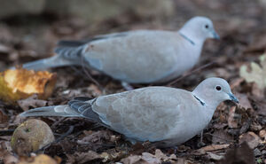 Eurasian Collared Dove