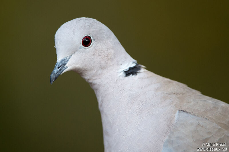 Eurasian Collared Doveadult, identification, close-up portrait