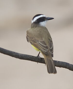 Great Kiskadee