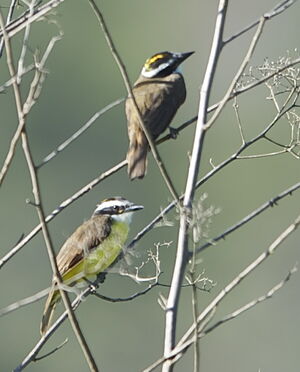 Great Kiskadee