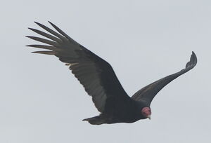 Turkey Vulture