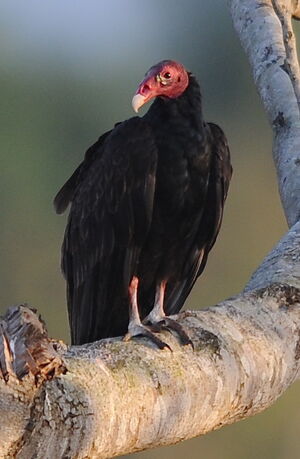 Turkey Vulture