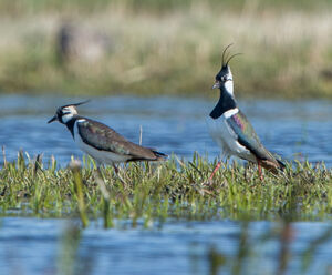 Northern Lapwing
