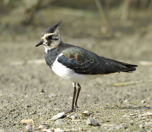 Northern Lapwing