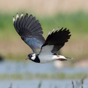 Northern Lapwing