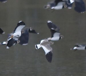 Sociable Lapwing