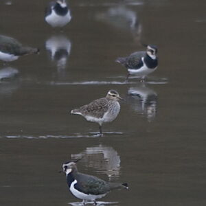 Sociable Lapwing